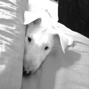 Meet your Posher, HM